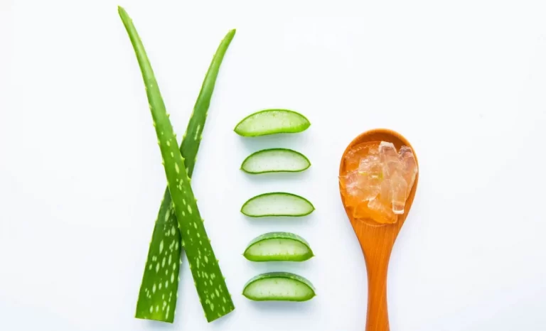 Aloe vera fresh leaves with slices and gel on wooden spoon