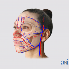bundle-featured-anatomy-for-injectors