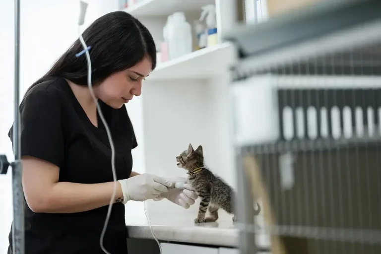 a veterinarian administers injection to the kitten