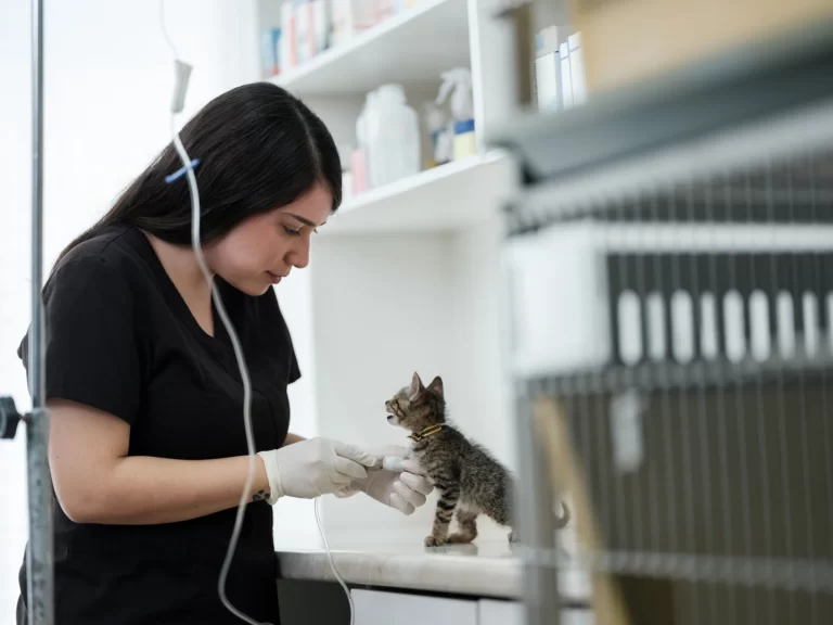 a veterinarian administers injection to the kitten