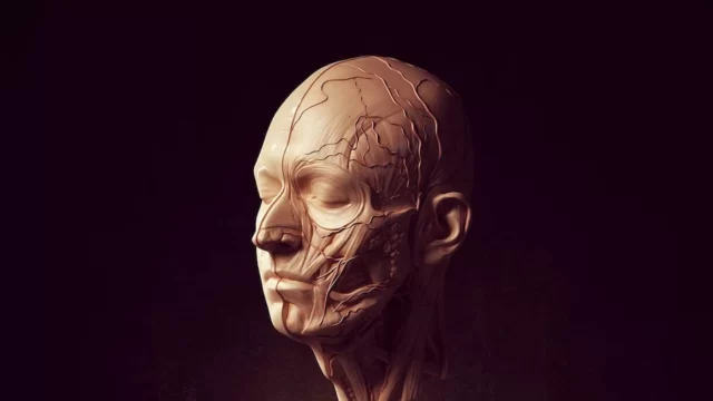 Virtual Cadaver 2D/3D Dr. Skyes