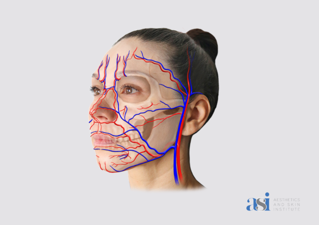 Anatomy For Injectors (AFI) Bundle - Image 2